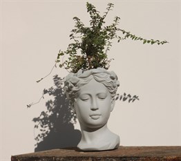 Antik Helen Kafası Beton Büst Saksı içinde Hanımeli bitkisi
